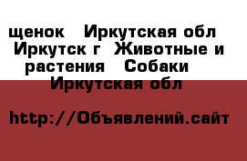 щенок - Иркутская обл., Иркутск г. Животные и растения » Собаки   . Иркутская обл.